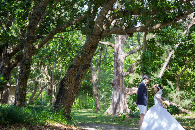 石垣島フォトウェディングの魅力はすぐ近くにあるモクマオウの林