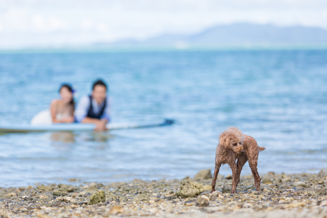 愛犬と一緒にトラッシュドレスのウェディングショット｜沖縄ウェディングオンライン