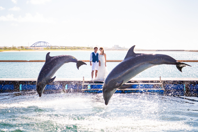 石垣島イルカと一緒に撮影フォトウェディング｜沖縄ウェディングオンライン