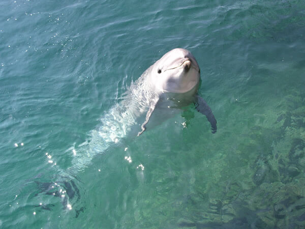 イルカとのふれあいフォト Dolphin Fantasy 石垣島
