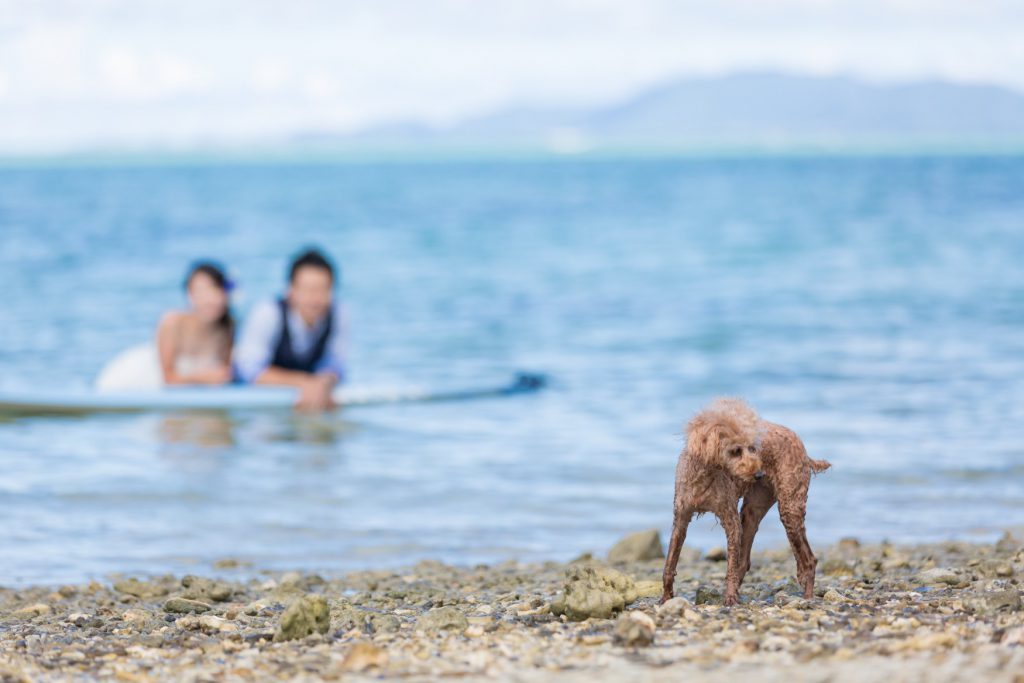 石垣島でペットの犬も一緒にトラッシュザドレスウェディング｜沖縄ウェディングオンライン