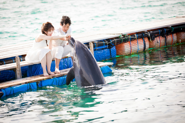 石垣島でイルカと一緒にフォトウェディング｜沖縄ウェディングオンライン