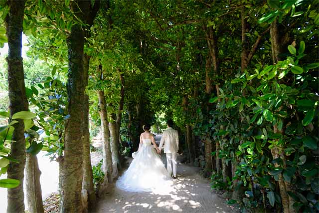 新婚旅行　備瀬のフクギ並木でフォトウェディング｜沖縄ウェディングオンライン